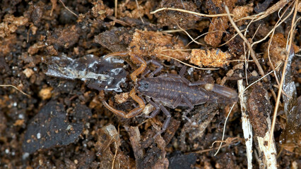 Parthenogenetic scorpion Lychas tricarinatus, family Buthidae, Distributed in India, feeds on insects and their larvae. Life expectancy is about 7 years.