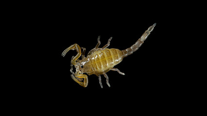 Newborn parthenogenetic scorpion Lychas tricarinatus, family Buthidae, Distributed in India, feeds on insects and their larvae. Life expectancy is about 7 years.