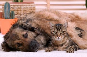 Chien corniaud et chat de gouttière