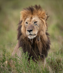 A lion in Kenya, Africa