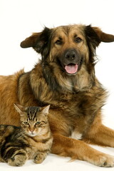 Chien corniaud et chat de gouttière