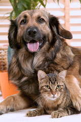 Fototapeta premium Chien corniaud et chat de gouttière