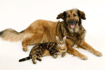 Chien corniaud et chat de gouttière