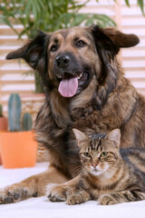 Chien corniaud et chat de gouttière