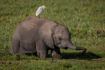 An elephant in Kenya, Africa