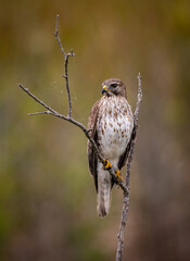 A red-tailed hawk in Florida 