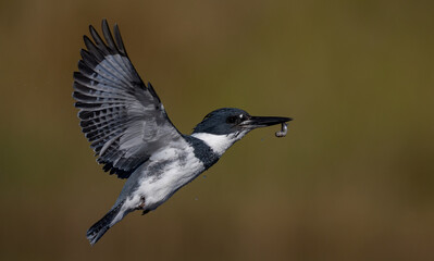 A belted kingfisher fishing in a pond