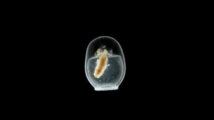 Swimming bell - Nectocalyces or nectophore under a microscope, part of the Siphonophora colony,...
