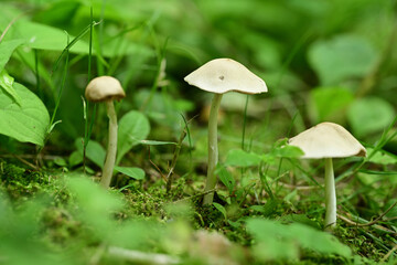 森の中の小さなキノコ