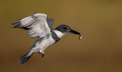 A belted kingfisher fishing in a pond