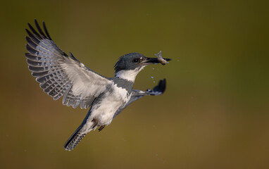 A belted kingfisher fishing in a pond