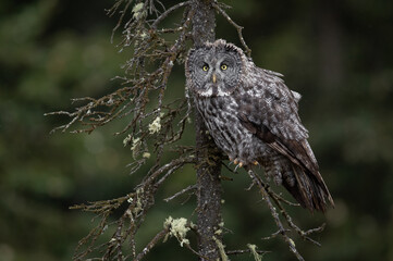 Great grey owl in Canada