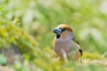 A beautiful male hawfinch sits on a the ground. (Coccothraustes coccothraustes) Wildlife scene from nature.