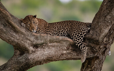 A leopard in a tree in Africa