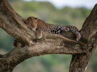 A leopard in a tree in Africa