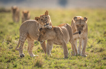 A lion in Kenya, Africa
