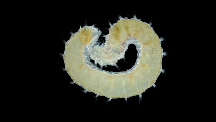 Worm Polychaeta family Amphinomidae under a microscope. Possibly Genus Paramphinome. Indian Ocean