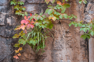 Vibrant red ivy leaves clinging to a textured stone wall, creating a beautiful autumnal scene