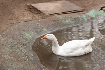 Geese swim in a small pond. Growing geese