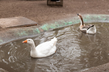 Geese swim in a small pond. Growing geese