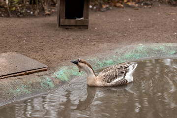 Geese swim in a small pond. Growing geese