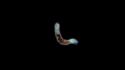 Worm Polychaeta family Ctenodrilidae under a microscope, Order Terebellida. Possibly Ctenodrilus....