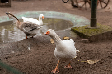 Geese swim in a small pond. Growing geese