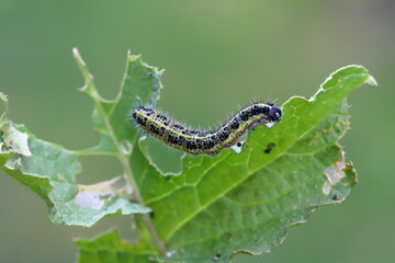 Caterpillar of large white butterfly (Pieris brassicae) strip the leaves.
