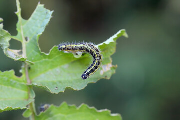 Cabbage Butterfly (Pieris brassicae), caterpillar on a damaged leaf.