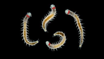 Young worm Dorvillea rubrovittata under a microscope, Order Eunicida, Dorvilleidae family. Black Sea