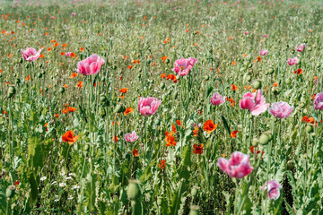 Field of pink poppies on the background of a beautiful landscape in the mountains, swaying in the wind High quality photo. 