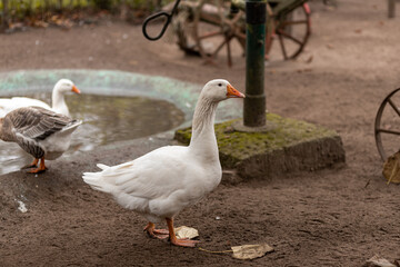 Geese swim in a small pond. Growing geese