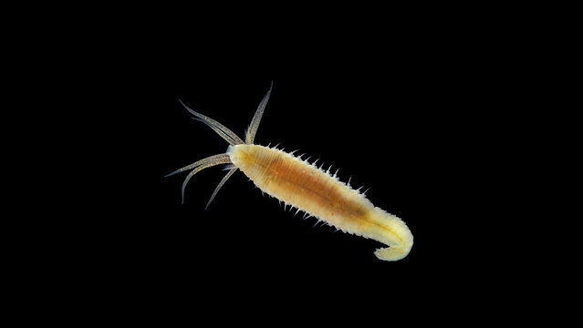 Worm Polychaeta Hypania invalida under a microscope, family Ampharetidae. They live in small pipes, there are marine and freshwater species. Volga River