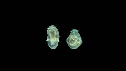 Worm larva at trochophore stage with under a microscope, subclass Echiura, free-floating planktonic...