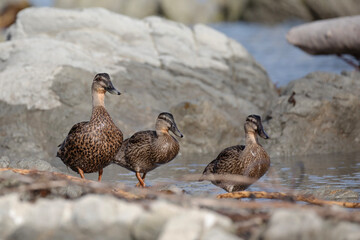 A flock of brown teal waddle through a rocky shoreline.