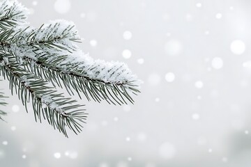 A close-up of a snow-covered pine tree branch ice crystals sparkling against a white winter background