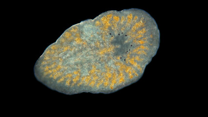 Worm Leptoplana sp. under microscope, family Leptoplanidae, order Polycladida, ciliated flatworm....