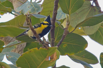 Himalayan Black-lored Tit (Parus xanthogenys) perched in a tree, Nainital area, Uttarakhand, India.