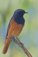 Eastern Black Redstart, (Phoenicurus ochruros), perched close on a stick, Uttarakhand, India.