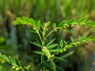 A close-up of the Green Meniran (Phyllanthus niruri) with delicate leaves and small blooming flowers against a soft focus background accentuates the plant's natural elegance. 