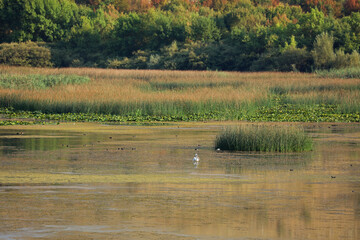 Dalmatian pelican on Lake Skadar in Albania