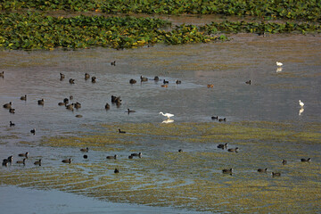 Eurasian coots and egrets on Lake Skadar in Albania