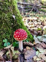 Fly agaric in the autumn forest