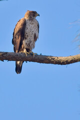 Tawny Eagle (Aquila rapax) perched in a tree, Nainital area, Uttarakhand, India.