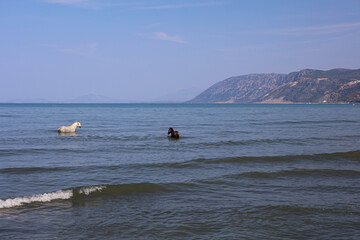 Horses cooling in the sea near Shengjin in Albania