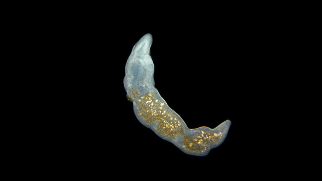Worm Microstomum sp. under the microscope, Microstomidae family, Macrostomida order, Turbellaria class, in which it is possible to observe individual segments of indivisible individuals (zooids
