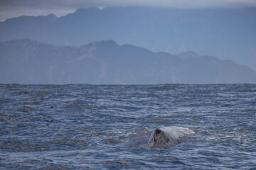 The dorsal fin of a sperm whale becomes visible just before it dives into the ocean depth.