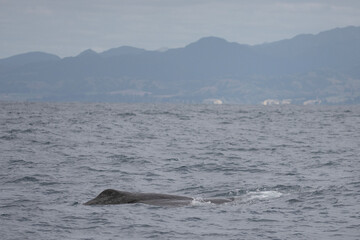 The dorsal fin of a sperm whale becomes visible just before it dives into the ocean depth.