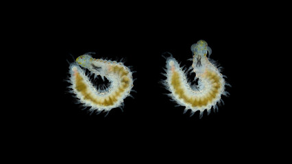 worm Polychaeta Order Eunicida under a microscope. Possibly the Dorvilleidae family. Indian Ocean