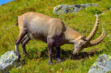 Bouquetin cherchant des sels minéraux